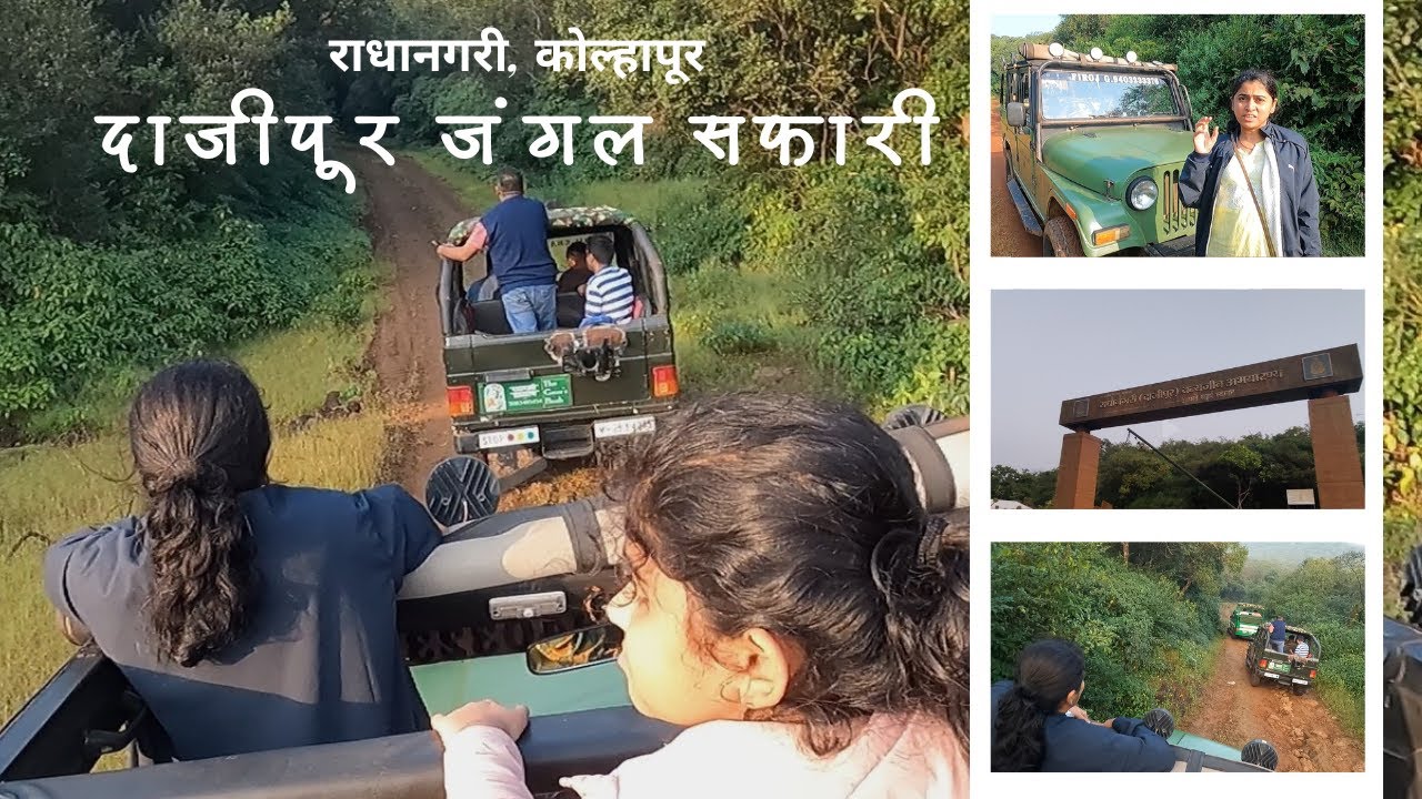दाजीपूर जंगल सफारी | राधानगरी, कोल्हापूर | Dajipur Jangle Safari | Traveller Mommy