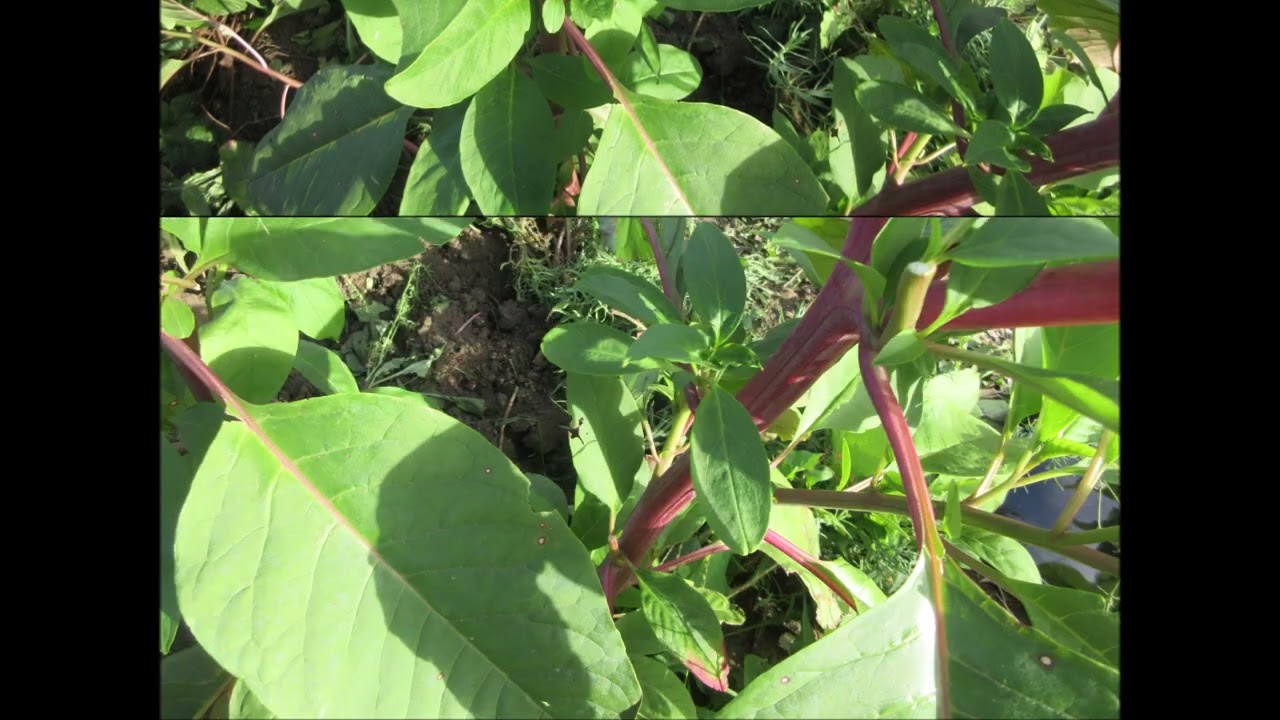 Love From The Roots  Pokeweed Roots Sept 2022