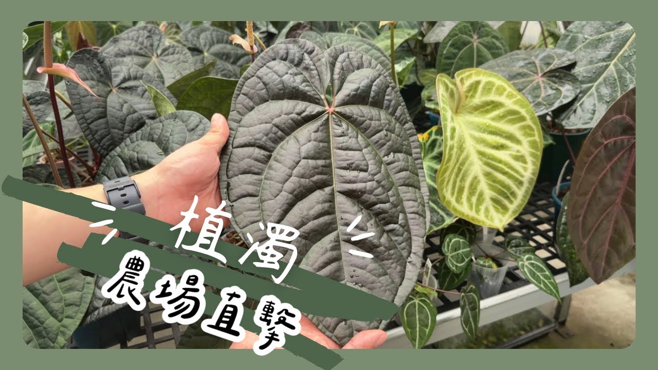 ［Taiwan Plant Farm］屏東麟洛｜植濁