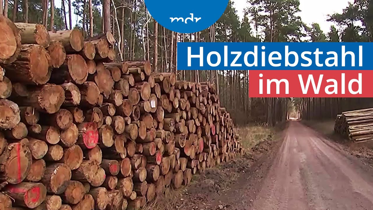 Holzdieben mit GPS-Sendern das Handwerk legen | MDR um 4 | MDR