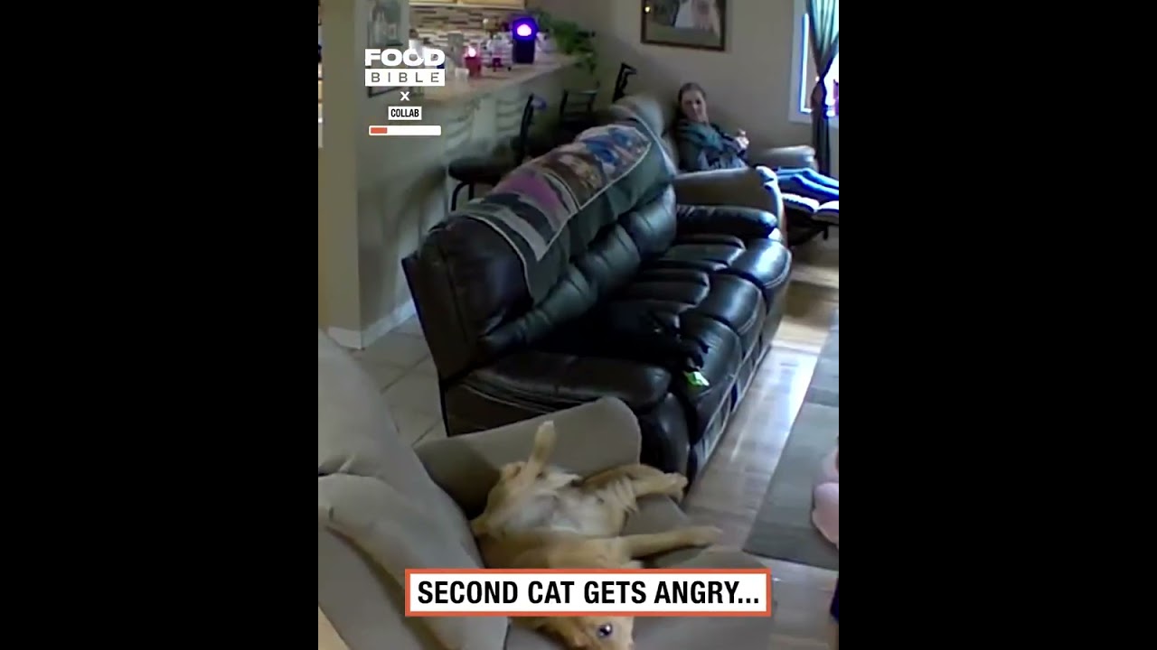 Boy accidentally step on cat and this happen #cat vs #dog #youtubeshorts #funny #comedyvideos