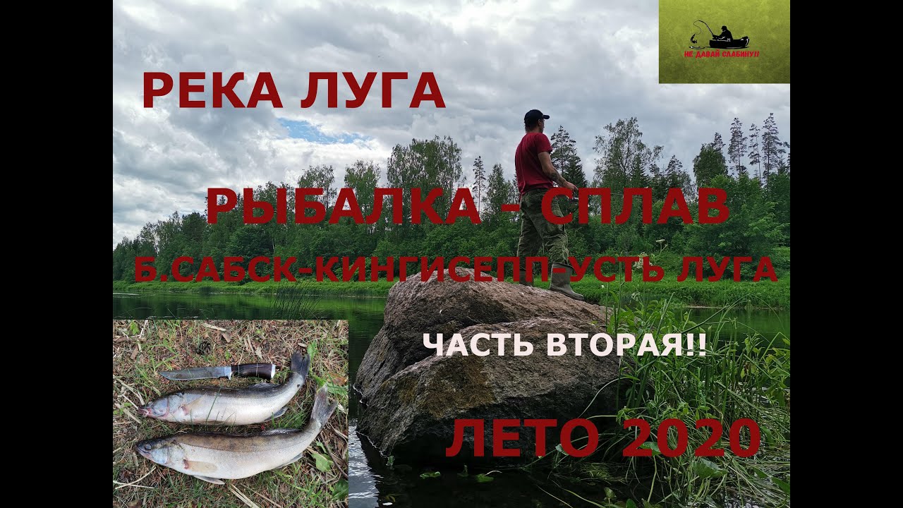Река Луга. Кингисепп - Куровицы рыбалка - сплав, лето 2020