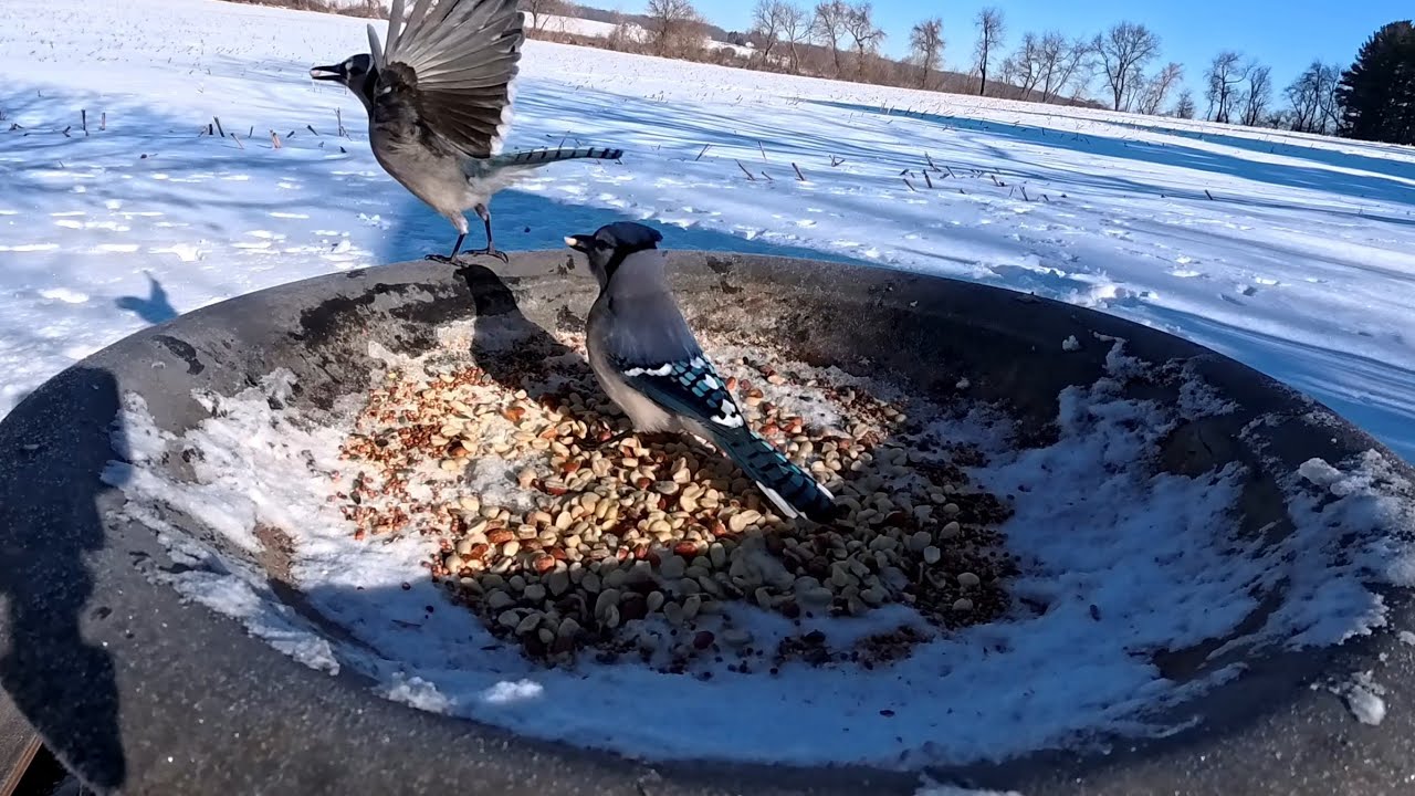 Sharing the harvest 🥜