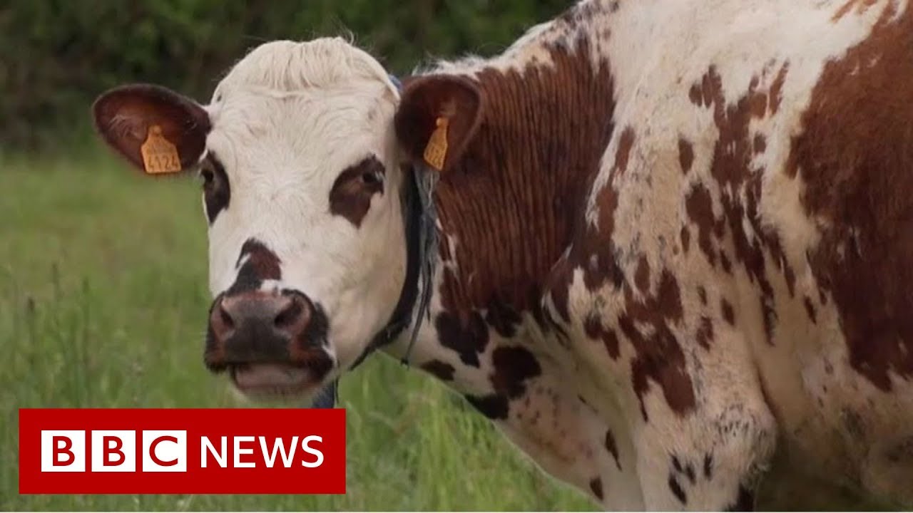 Mystery surrounds animal deaths on France's farms - BBC News