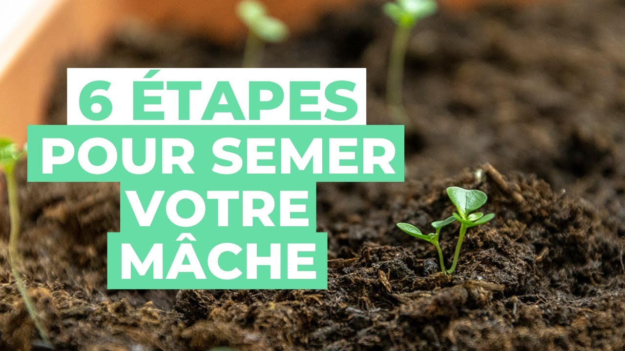 Les 6 étapes d'un SEMIS de MÂCHE réussit  [Tutoriel de jardinage]