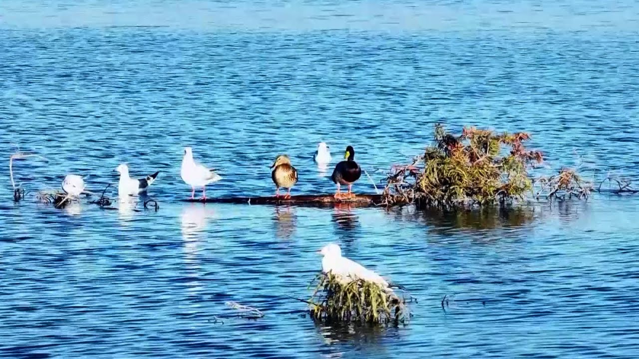 Ramsar chief on governments' role in wetland protection
