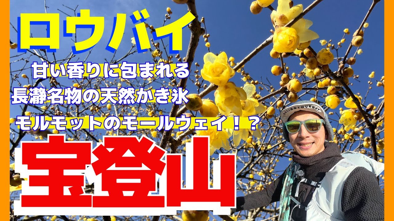 【保存版】冬の宝登山完全ガイド！ルート案内・ロウバイ・動物園・絶品スイーツ