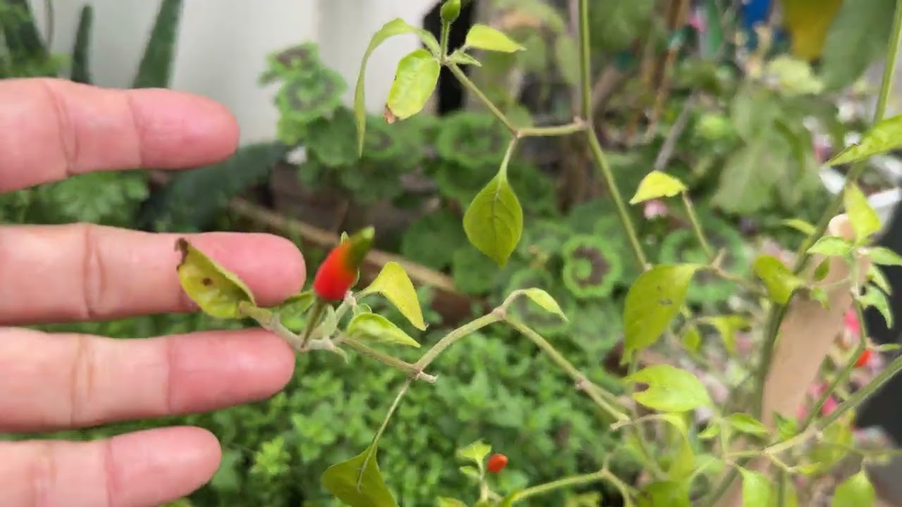 #garden#herbs #oranges
