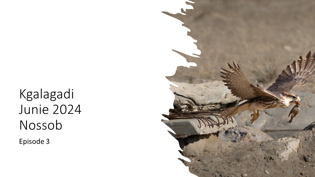 Kgalagadi Junie 2024 ep3