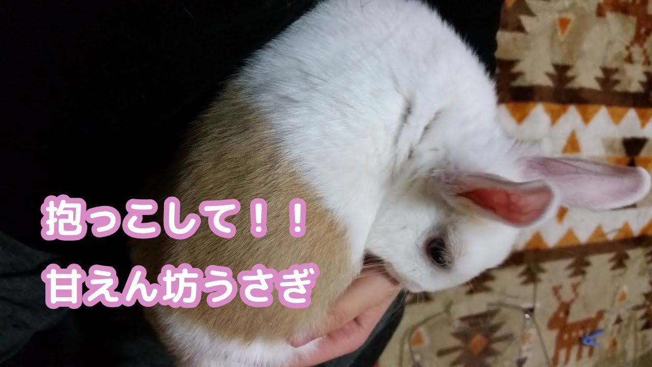 かまって！！遊びたい時期【ちろるの過去編】