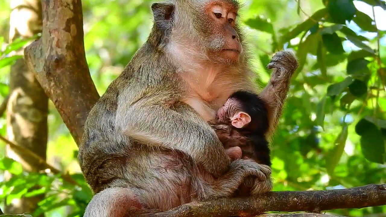 baby monkey get warming on the chest