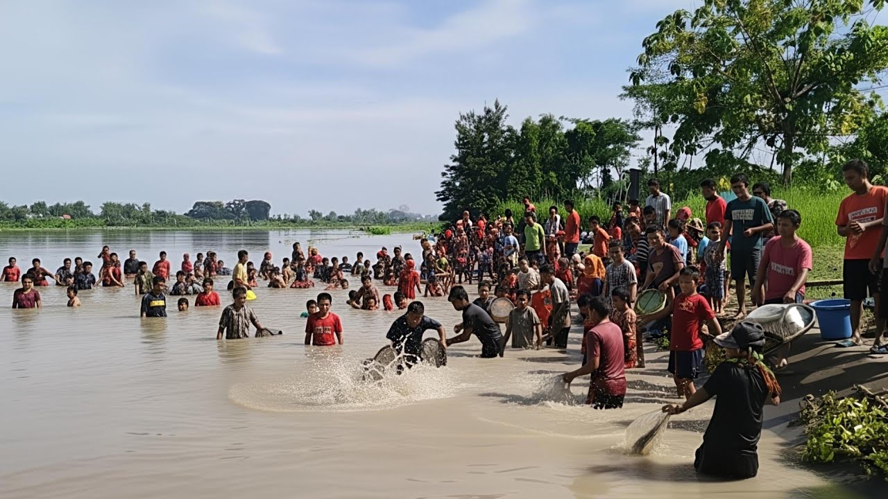 IKAN MABUK BANYAK BANGET! Warga Satu Kampung Ramai-Ramai Tangkap Ikan Pladu di Sungai Meluap!