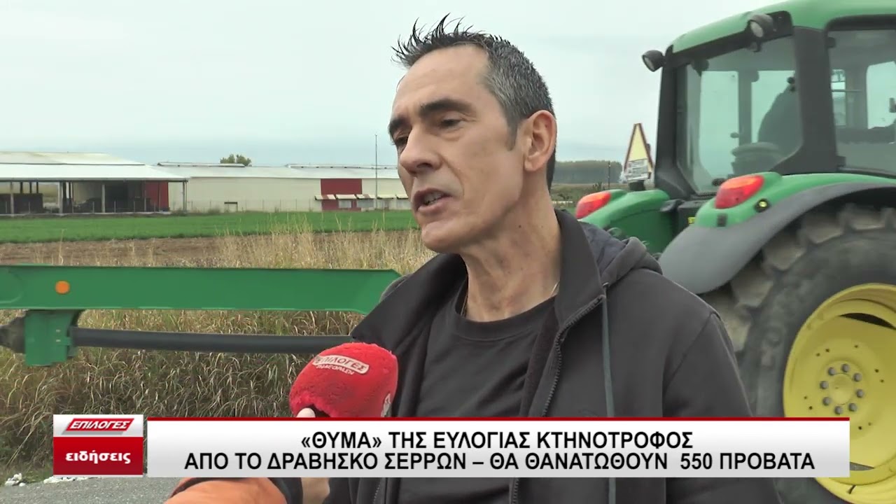 Σέρρες: Θύμα της ευλογιάς κτηνοτρόφος από τον Δραβήσκο - Θα θανατωθούν 550 πρόβατα, τι καταγγέλλει