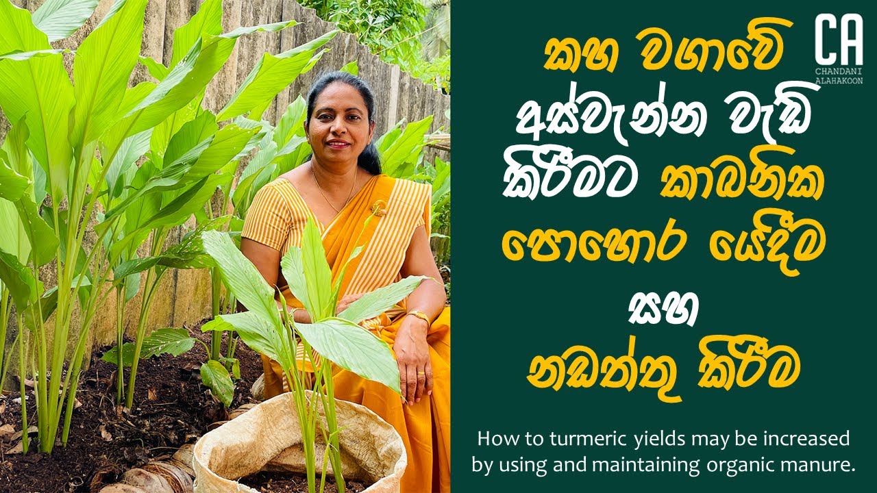 කහ වගාවේ අස්වැන්න වැඩි කිරීමට කාබනික පොහොර යෙදීම, නඩත්තු කිරීම | Increasing the yield of turmeric.