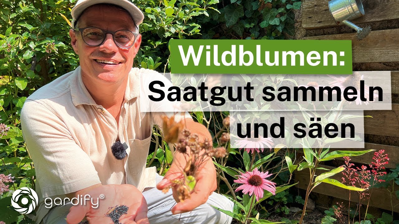 Wildblumen: Saatgut sammeln und verschiedene Methoden f&uuml;r die Aussaat. Naturgarten Tricks