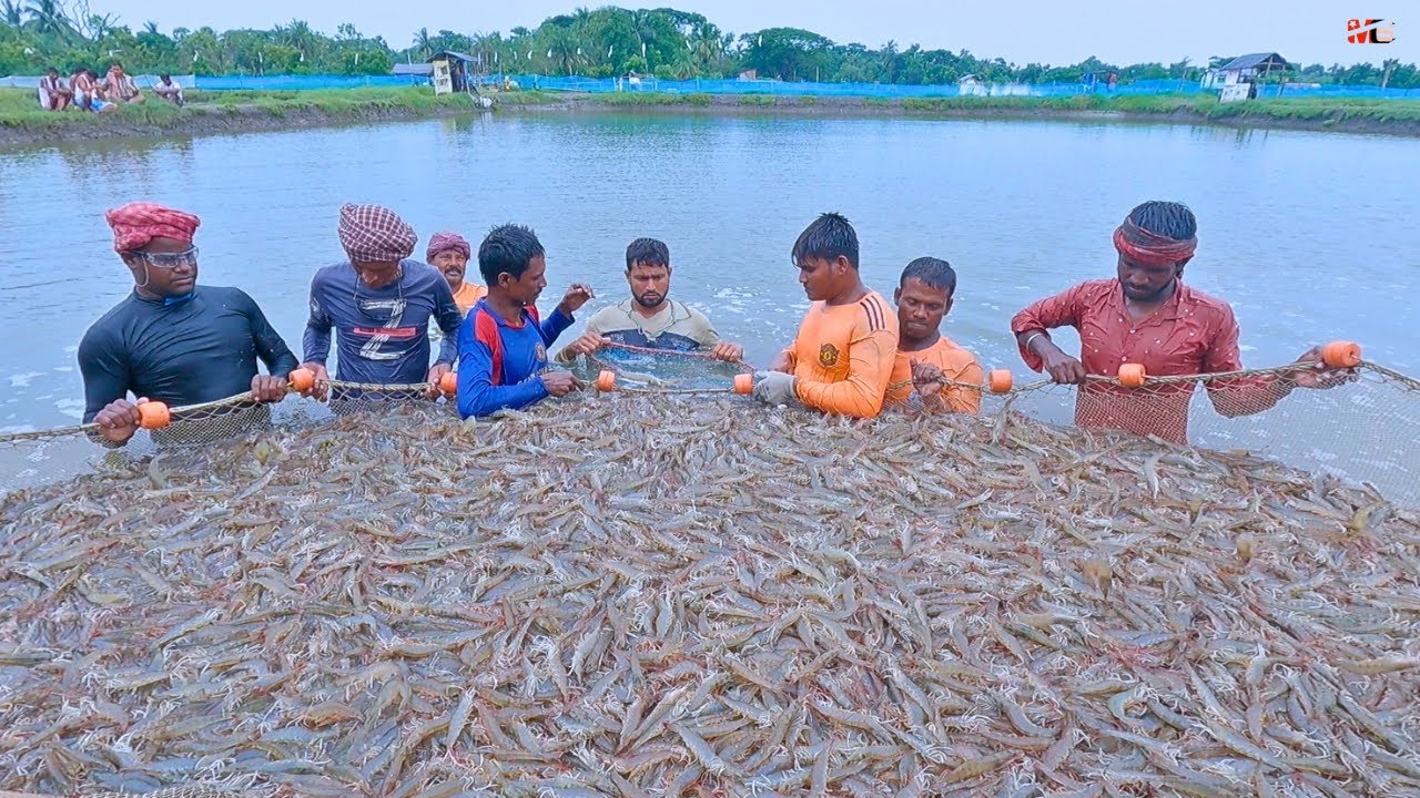 Profit from High Density Vannamei Shrimp Cultivation..! Raup Untung dari Budidaya Udang