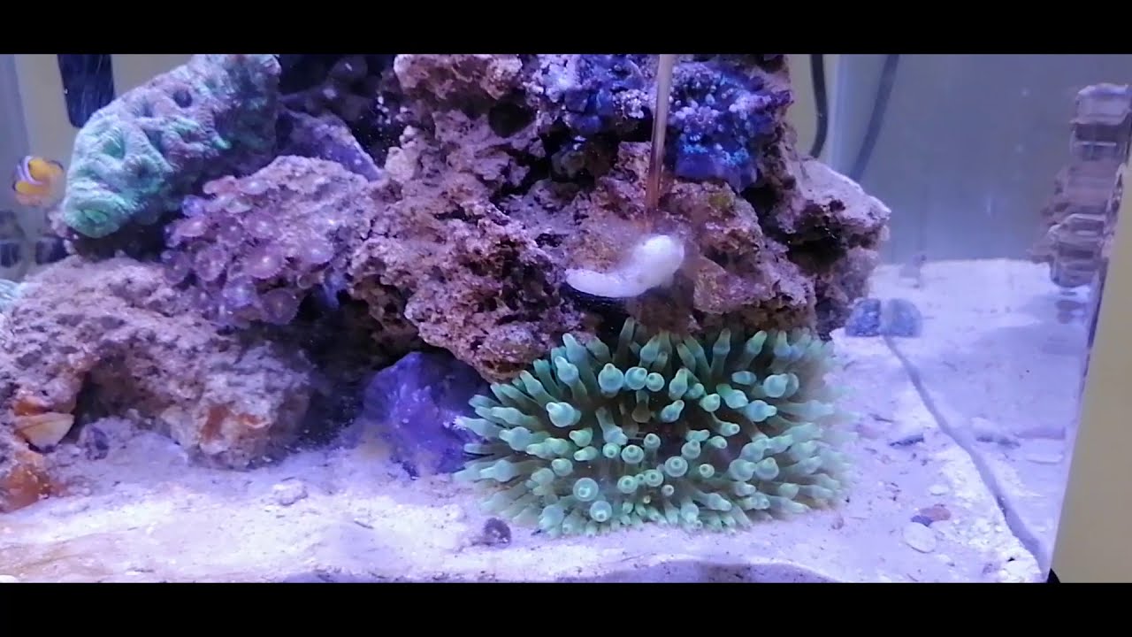 Feed Green Bubble Tip Anemone