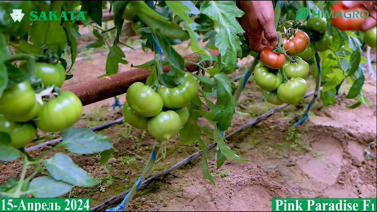 Янги экин майдонларни эгаллаётган Пинк Парадайз F1 2-қисм (Tomato Pink Paradise F1 Sakata)