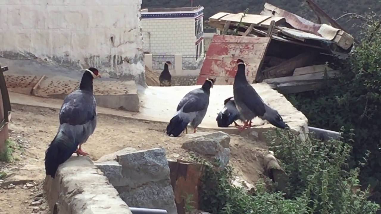 Tibetan Eared Pheasant Qu Shui Cai Na Nature Reserve Lhasa Tibet China 1Sept16 PH3 3414