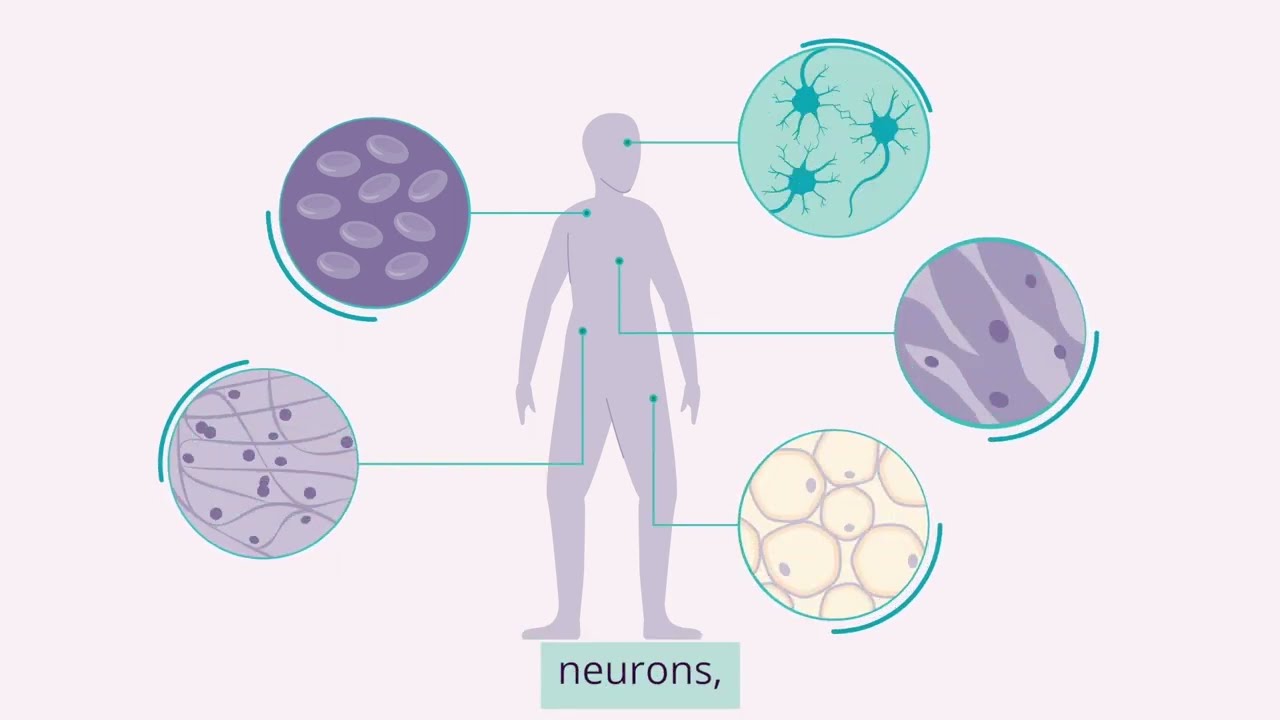 Stem cells: What are they and what can they do?