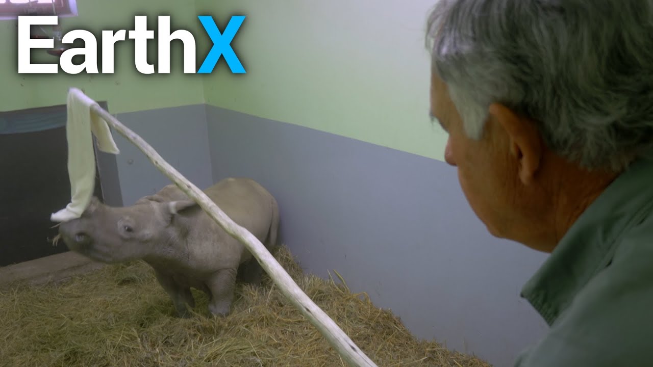 Feeding a FEISTY Baby Rhino | Shamwari Untamed | EarthX