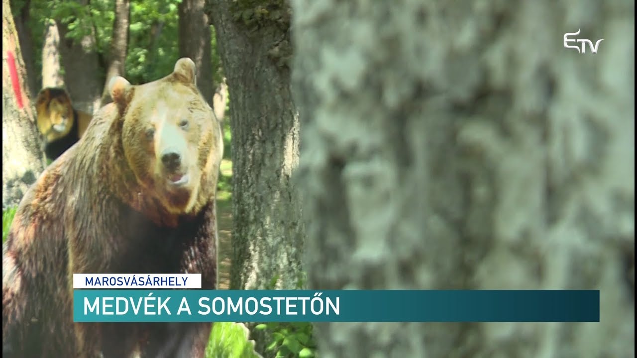Medvék a Somostetőn – Erdélyi Magyar Televízió