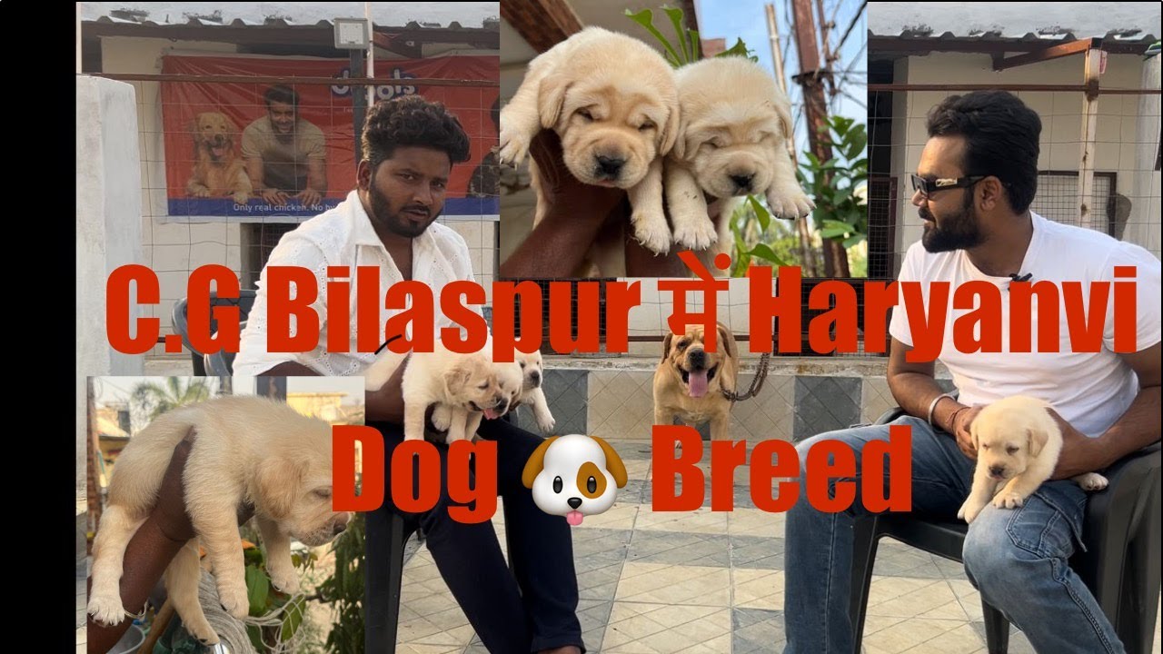 Pet Shop In Bilaspur Chhattisgarhi | | Dog Shop| Dog Kennel #petshop #dogkennel