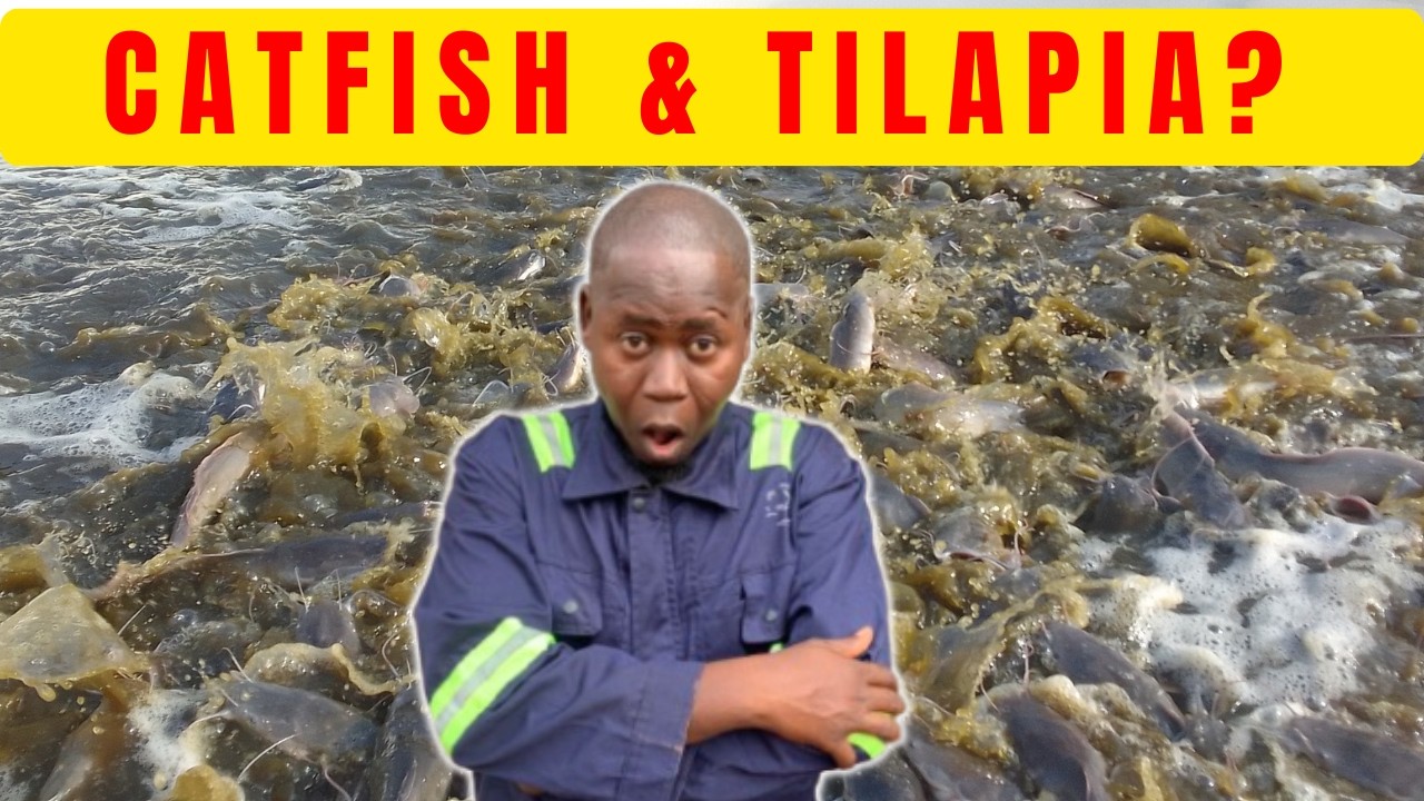 Can You Grow Both Catfish and Tilapia Together in the Same Pond?