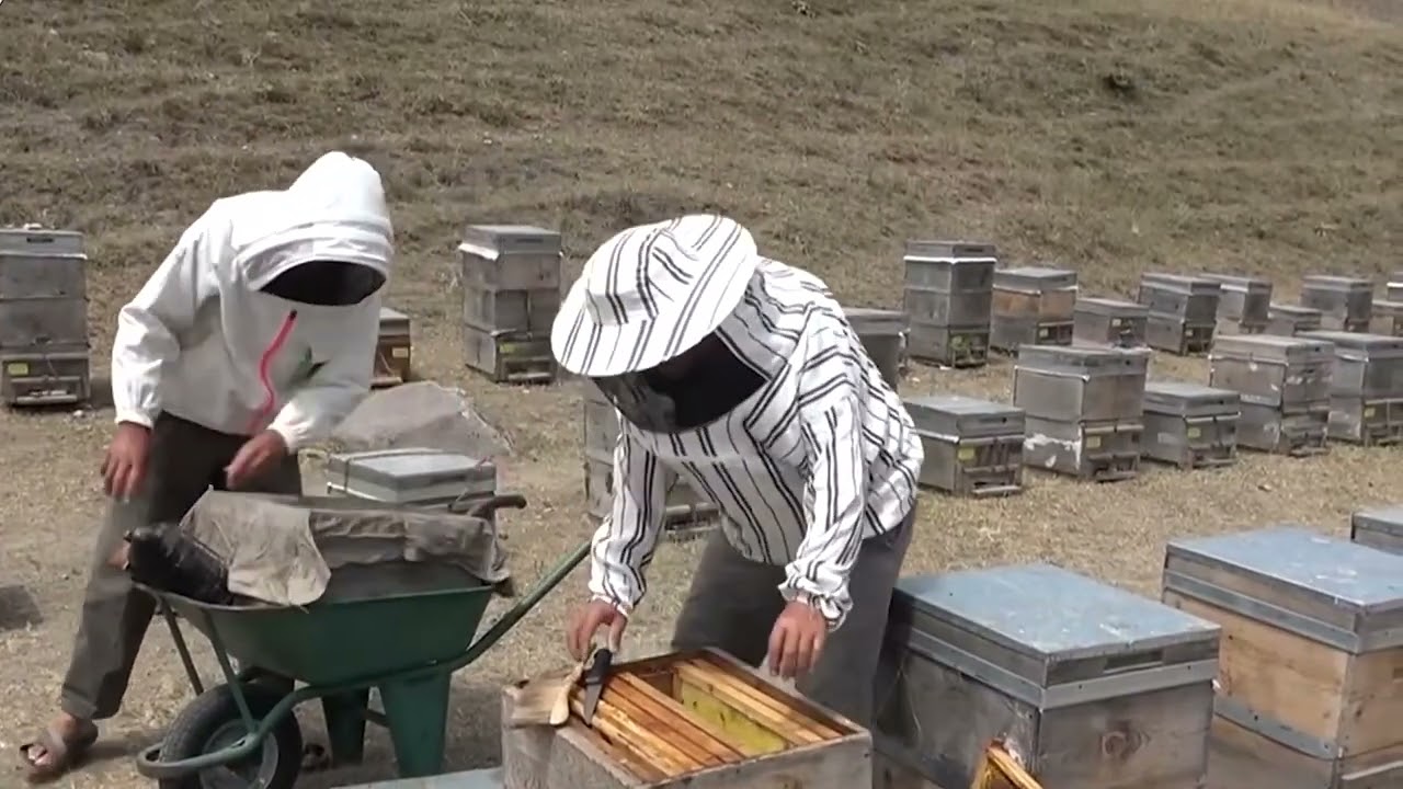 Varroa ile Mücadelede Devrim:Türkiye'den Dünyaya Açılan Yerli Arıcılık Ürünü! Selman Şener Röportajı
