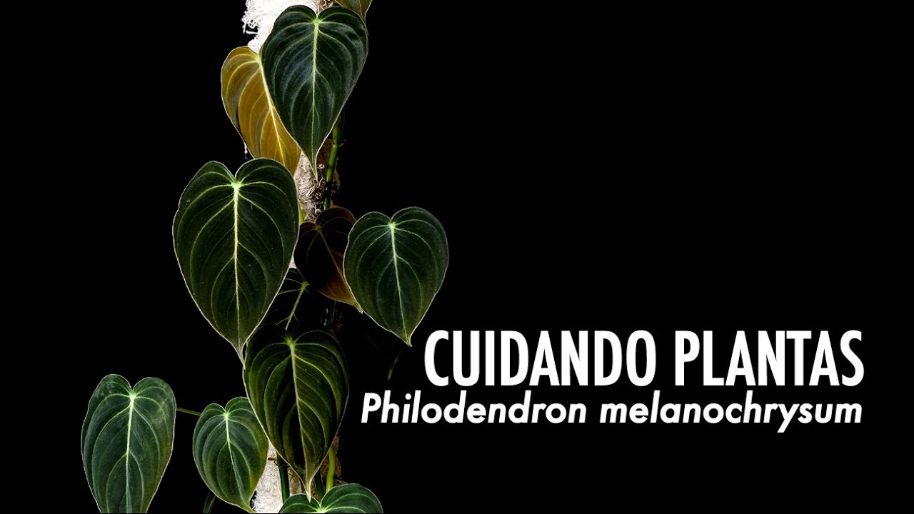 CUIDANDO PLANTAS: Philodendron Melanochrysum (a.k.a. melano CRISIS)