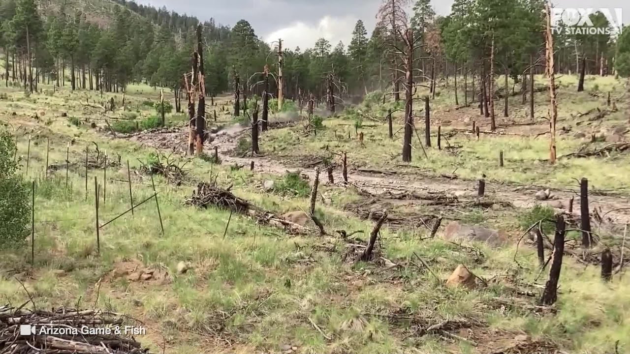 Flooding overtakes Pipeline Fire burn scar in Flagstaff