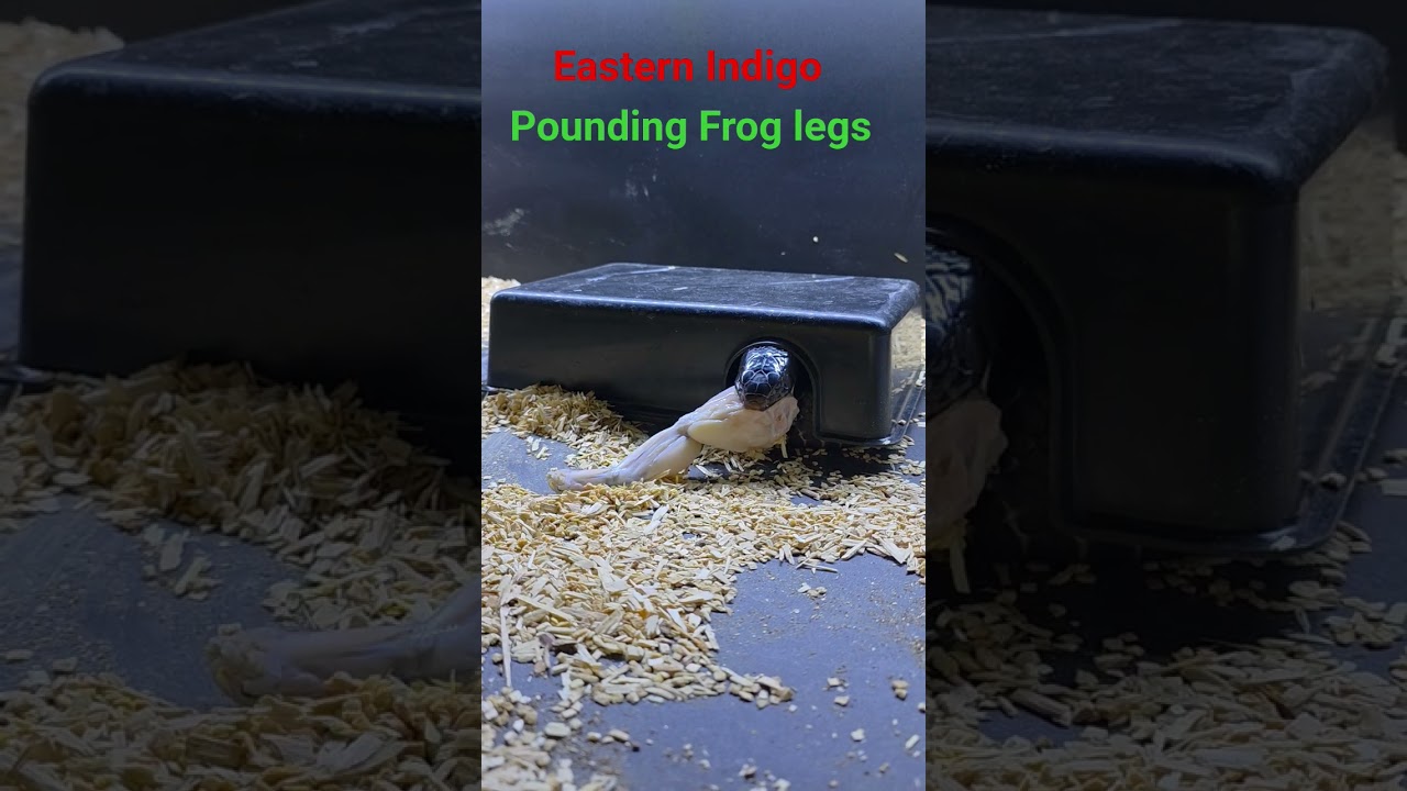Eastern Indigo snake eating frog legs 