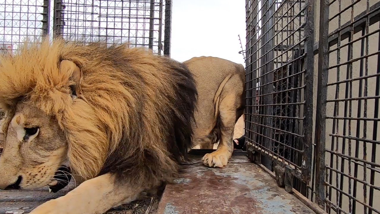 MOVING Day Can Be Very Unpredictable | The Lion Whisperer