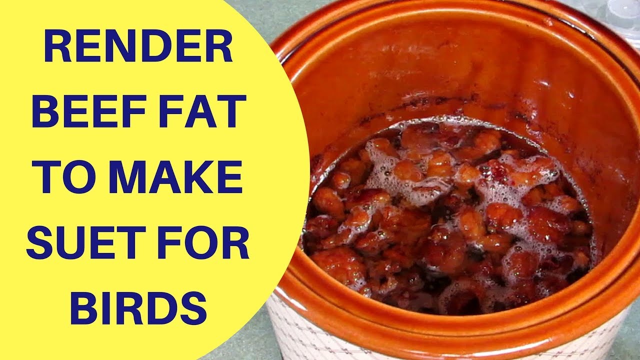 How to Render Beef Fat to Make Suet for Birds 2018