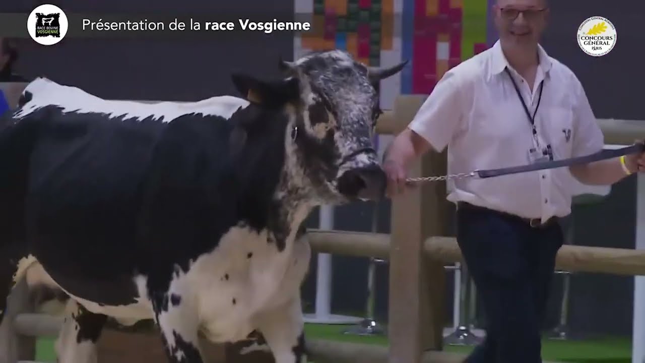 SIA 2023 : PRESENTATION DE LA RACE VOSGIENNE