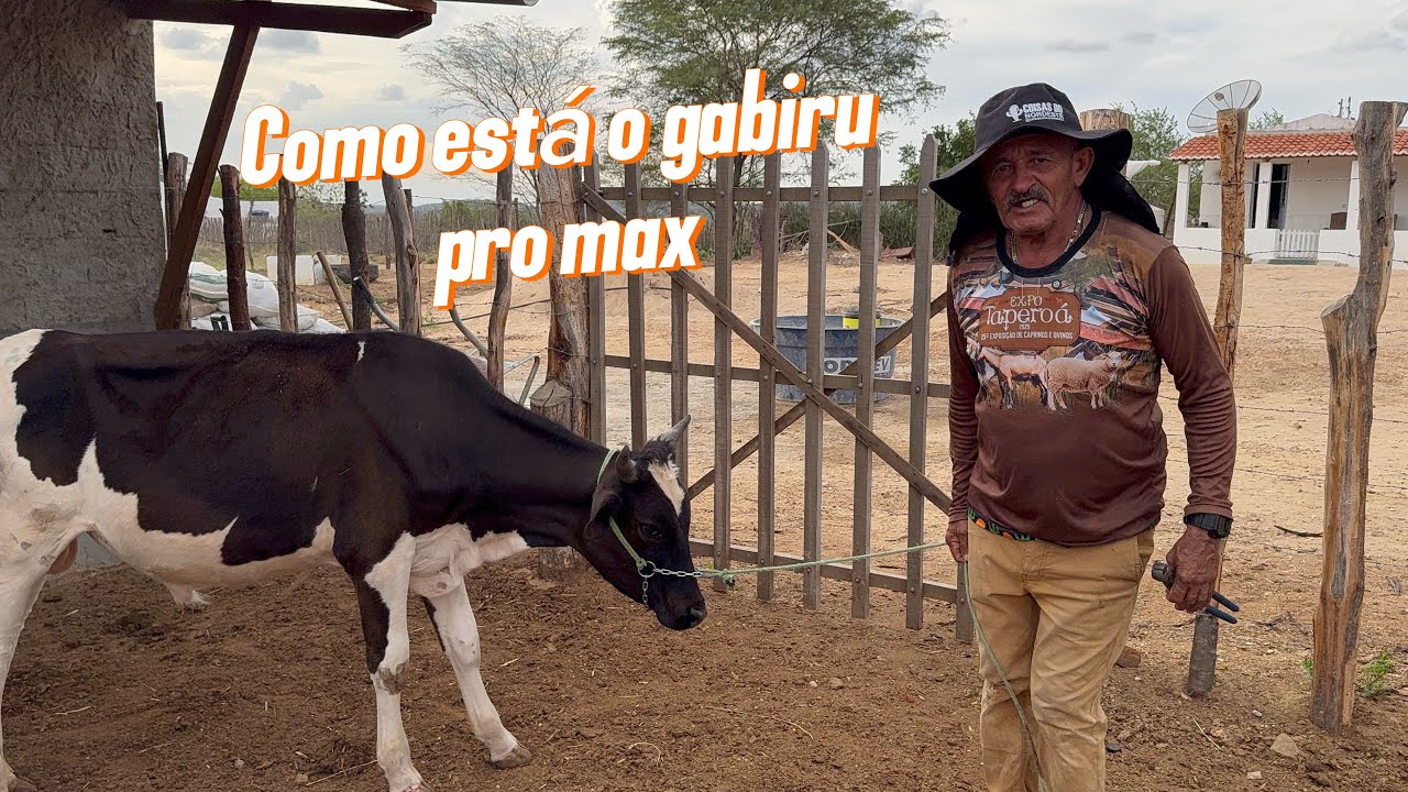 Como está o gabiru pro max 