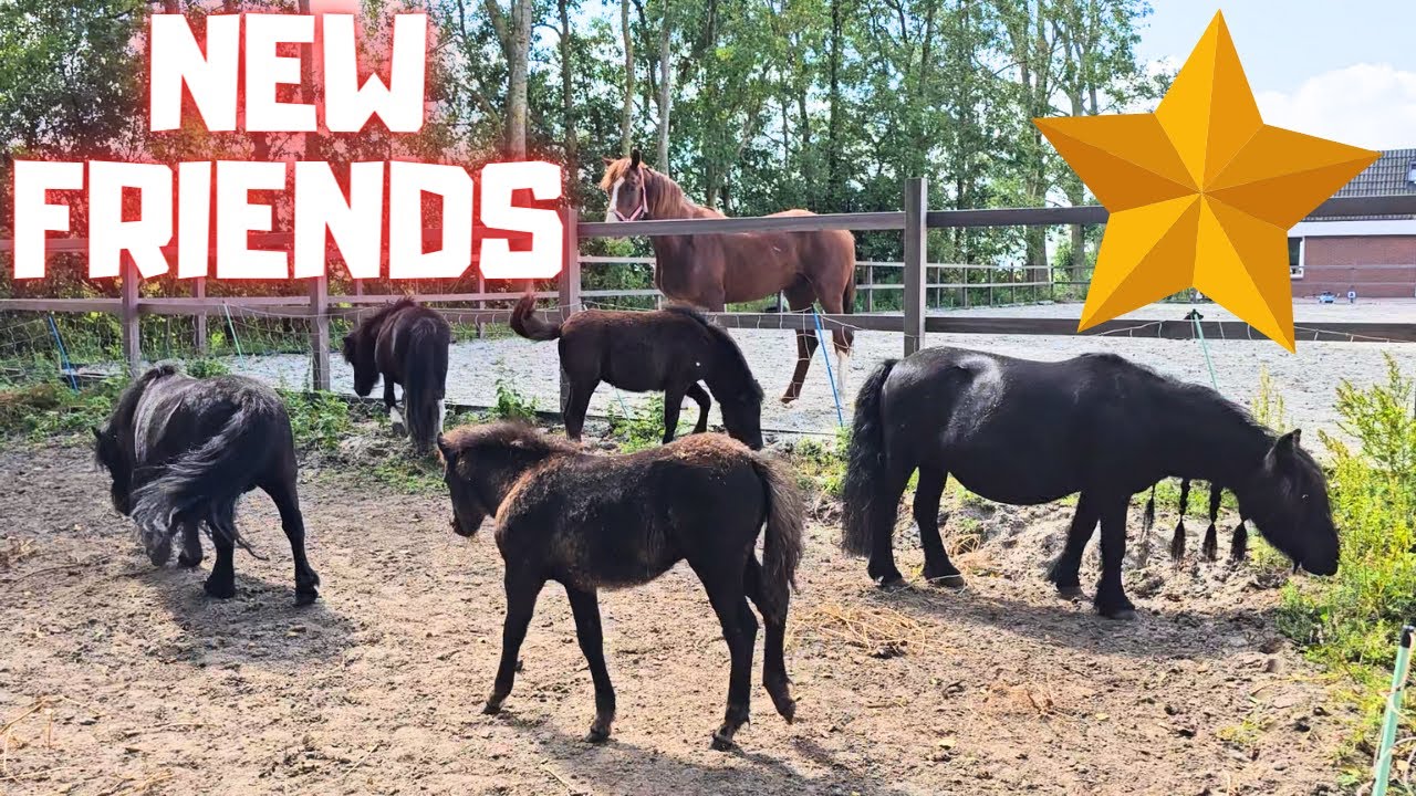 Rising Star⭐ has new friends | Treat mud fever | I taste Reintje's milk | Friesian Horses