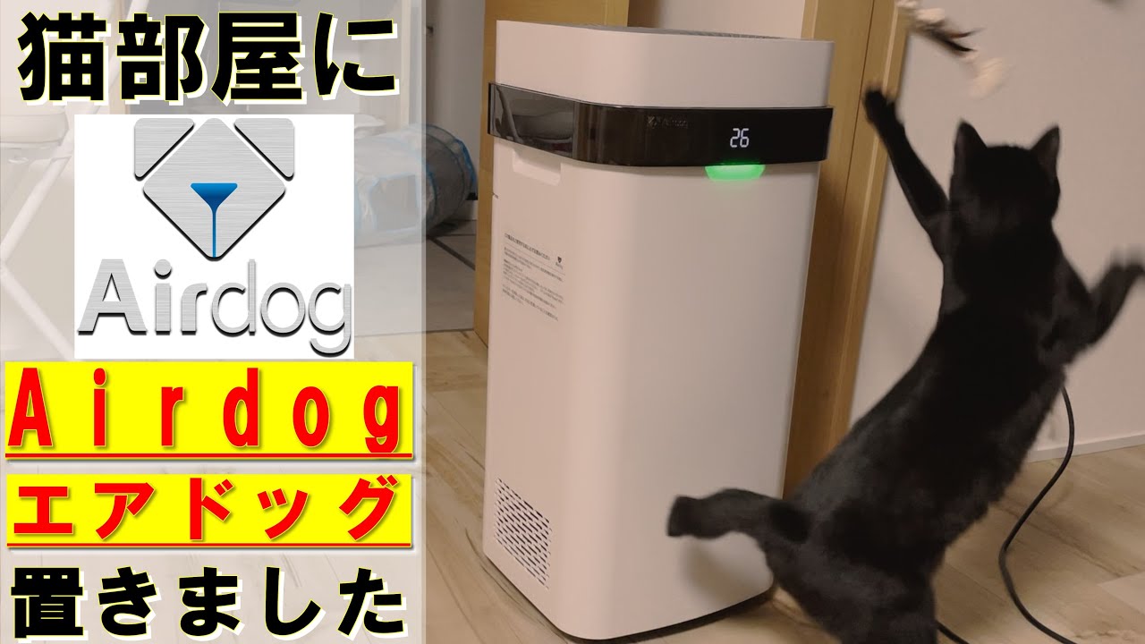 猫ハウスに最強の空気清浄機【Airdog（エアドッグ）】を導入してみたら&hellip;