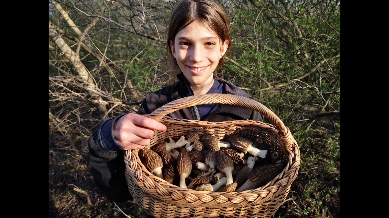 Avantura u carstvu smrčaka! - Morchella elata/angusticeps 4.4.2025.