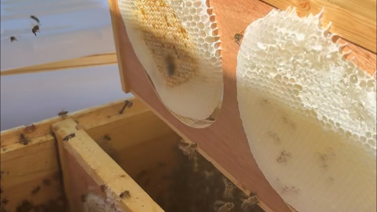 رحلة عسل الشفلح: من الزهرة إلى الجرة! 🍯🌿 كنز بري نادر واقتصاد واعد
