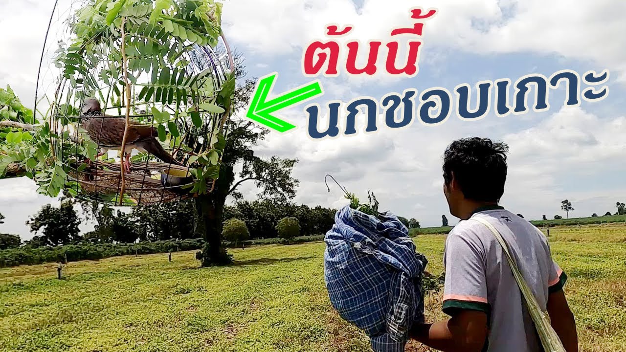หัดต่อนกเขาใหญ่ ต่อยังไม่เป็น นกต่อยังไม่เก่ง เลยไม่ได้ตัว แต่ได้บรรยากาศครับ