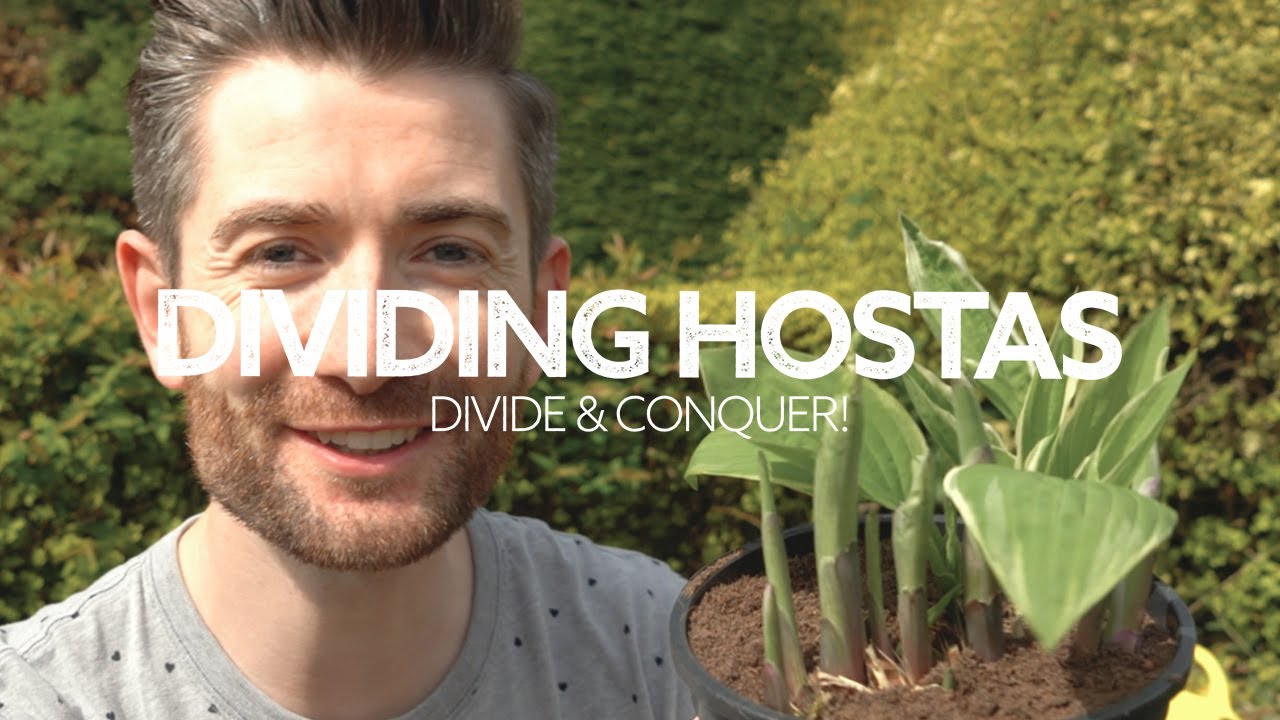 How To Divide Hostas in Spring - Divide & Conquer!