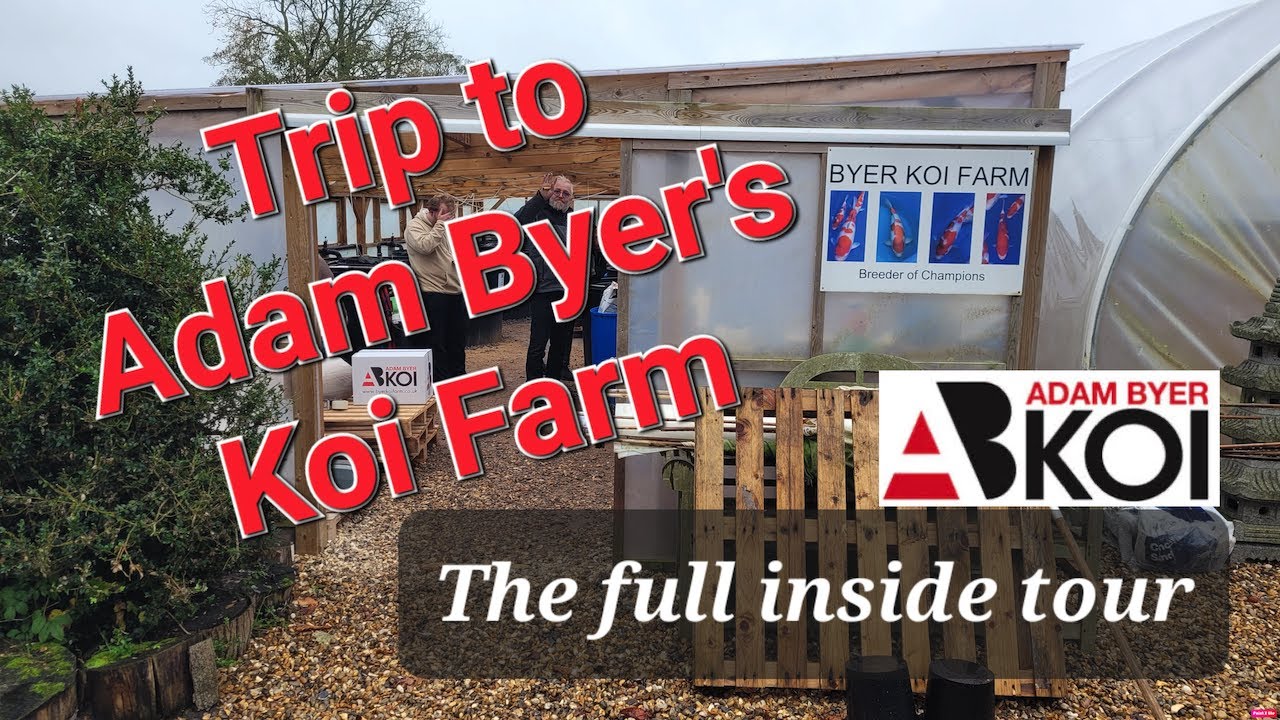 ADAM BYER'S Koi Farm, THE FULL TOUR!!!