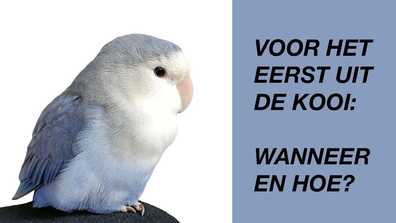 Een Vogel Voor De Eerste Keer Uit De Kooi: Wanneer en Hoe?