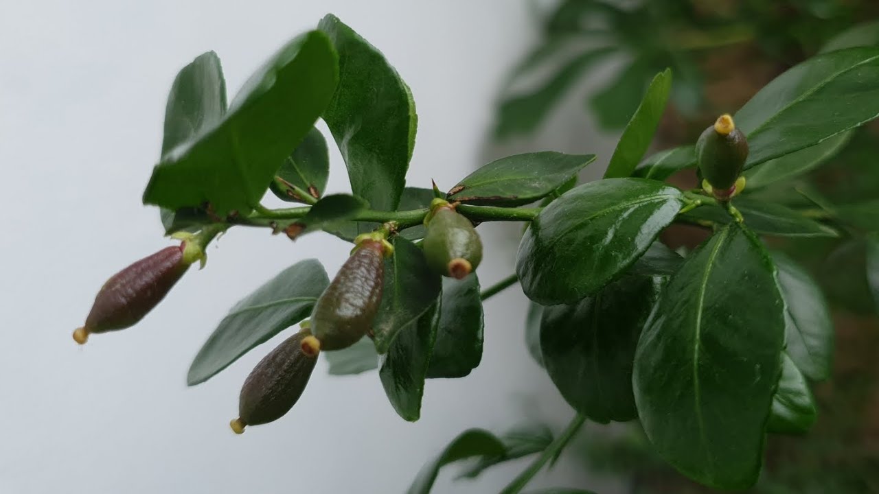 Growing an Australian Finger Lime (Caviar Lime).
