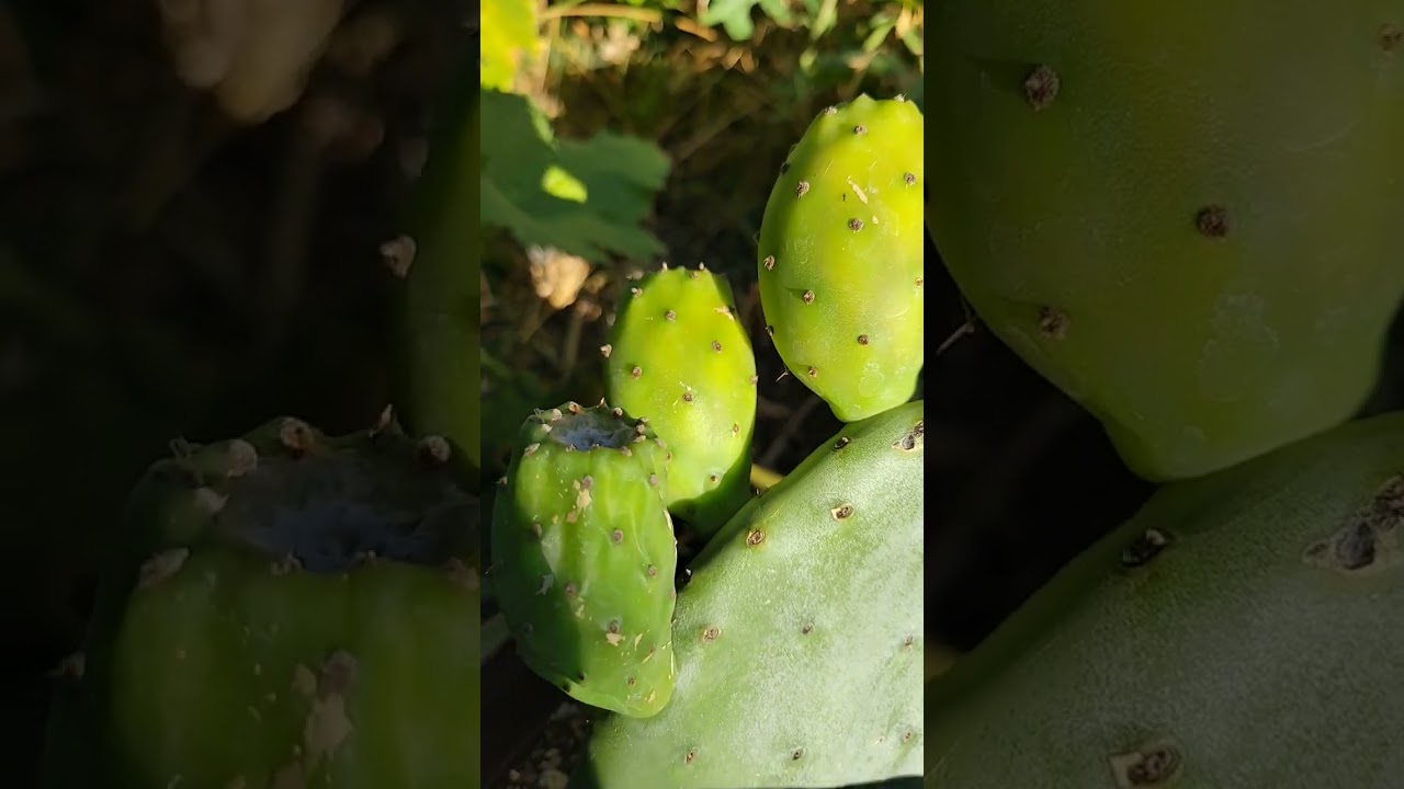 Nopal 🌵 Cactus extremely productive in 5 gallon container!!