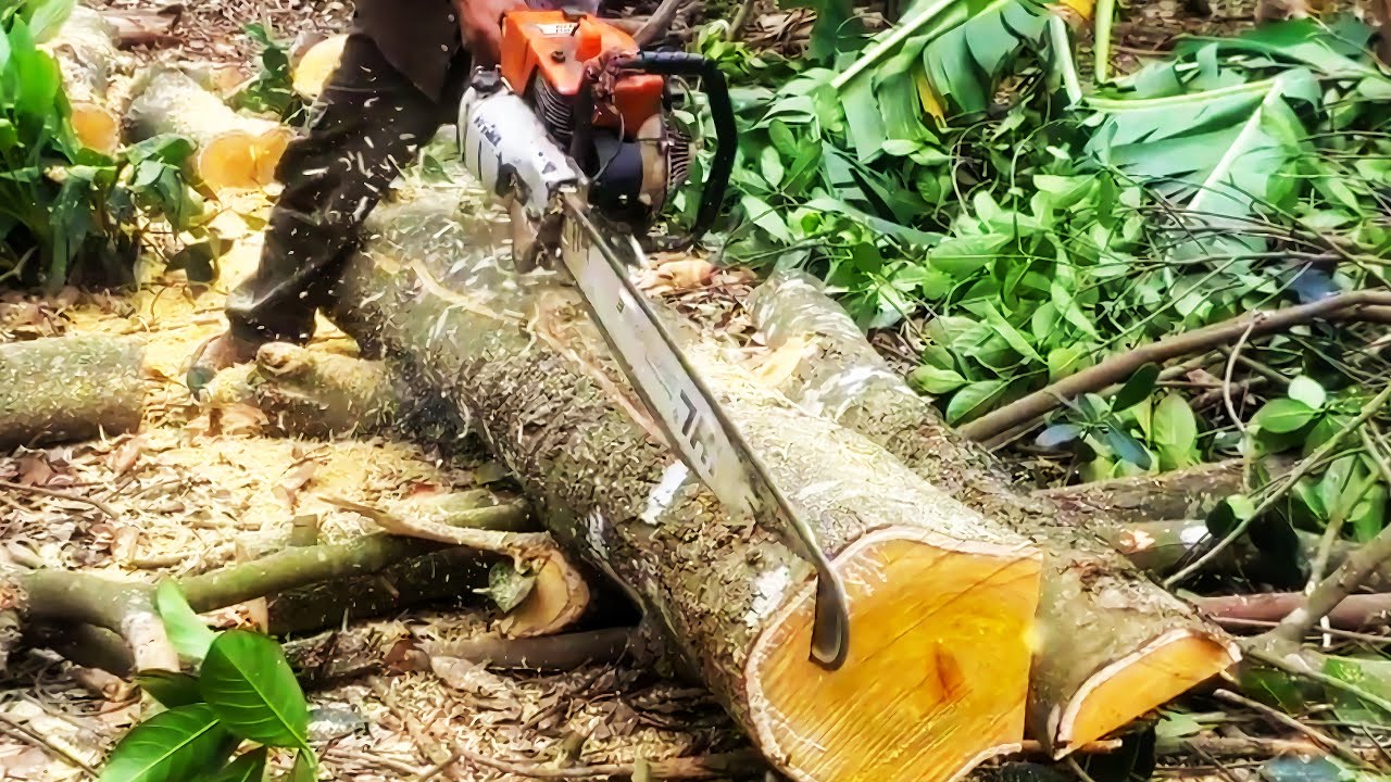 Faster Skill Cut Down Jackfruit Tree With Sharpening Chainsaw Machine MS STIHL 881
