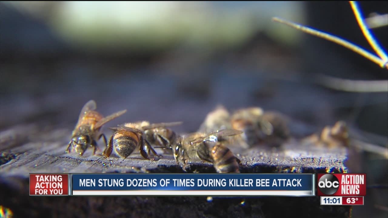 Two hospitalized after attack from a swarm of Africanized Killer Bees