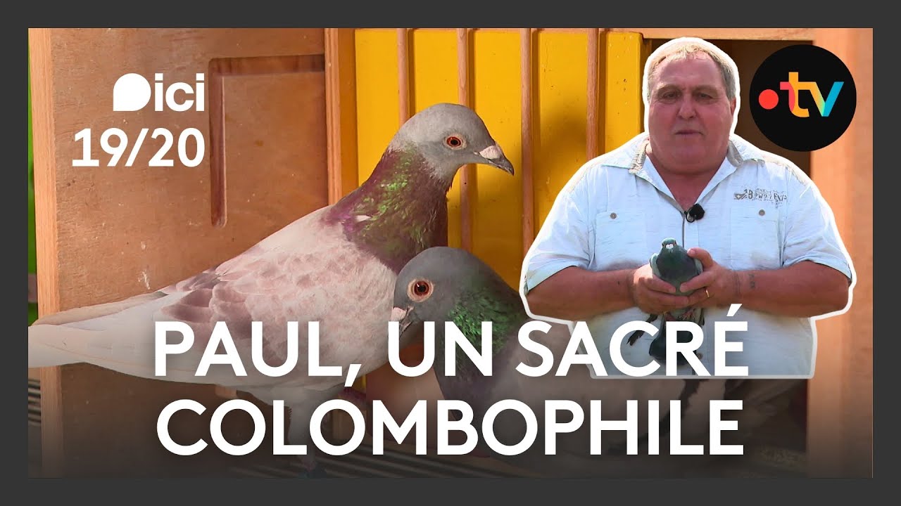 Colombophilie : découvrez l'art des pigeons voyageurs avec un champion français ! 🐦🏆
