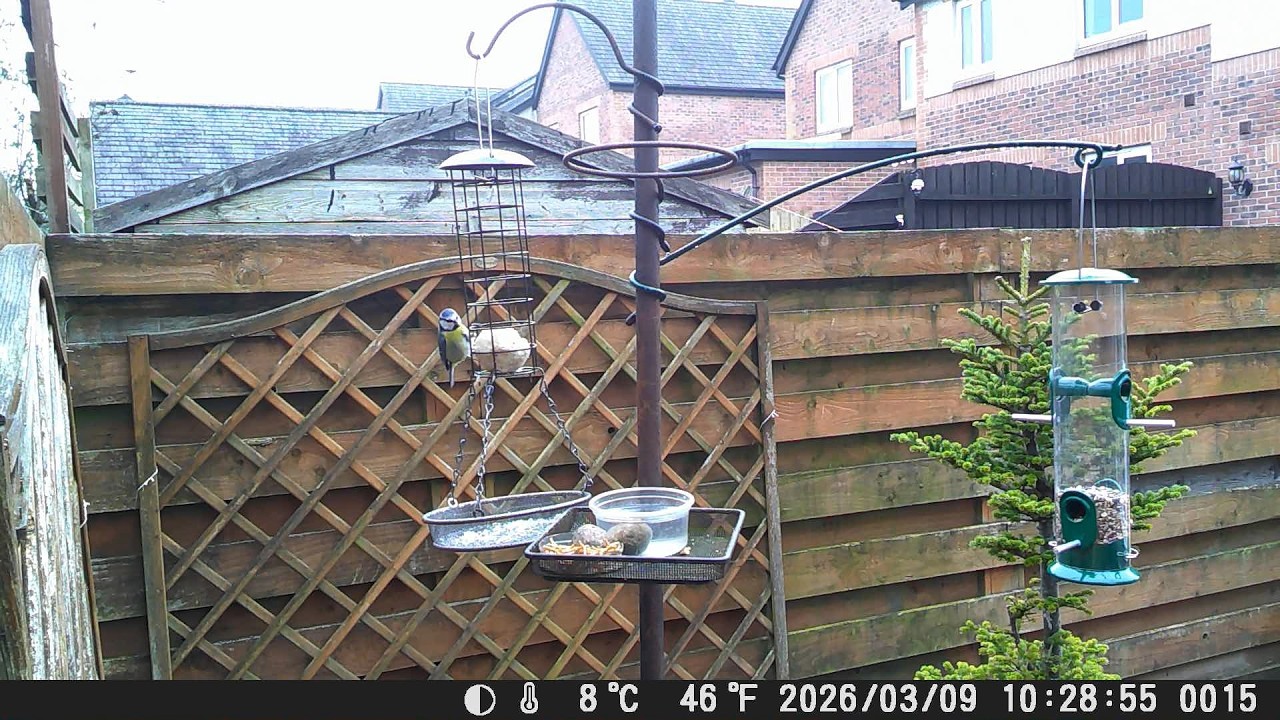 Garden Trail Camera 9th March 2026